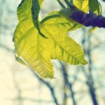 nature-sun-plant-leaf