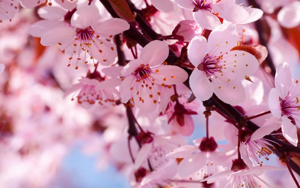 cherry-blooms